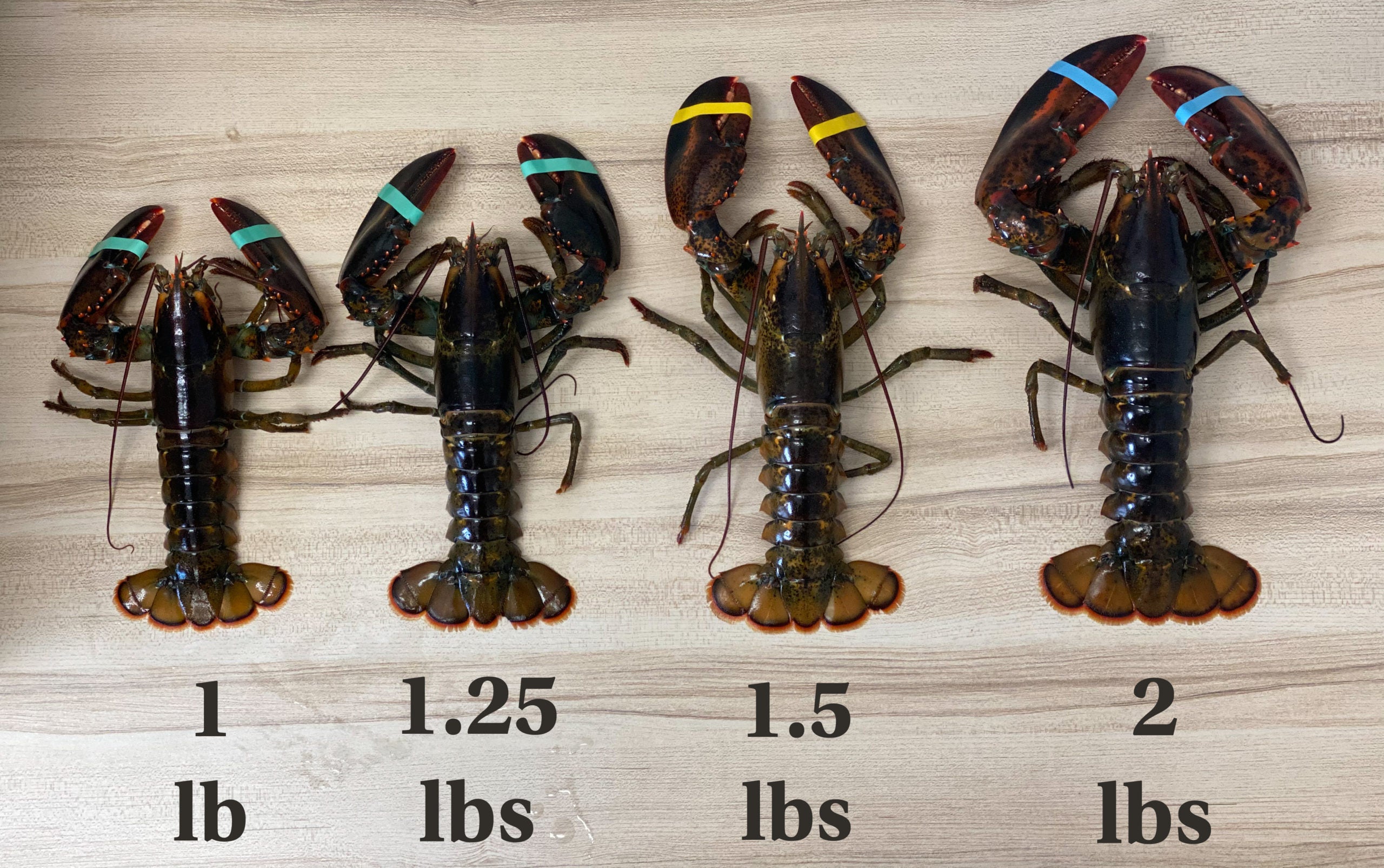 2 lbs Live New England Hard Shell Lobster – Cape Ann Lobstermen